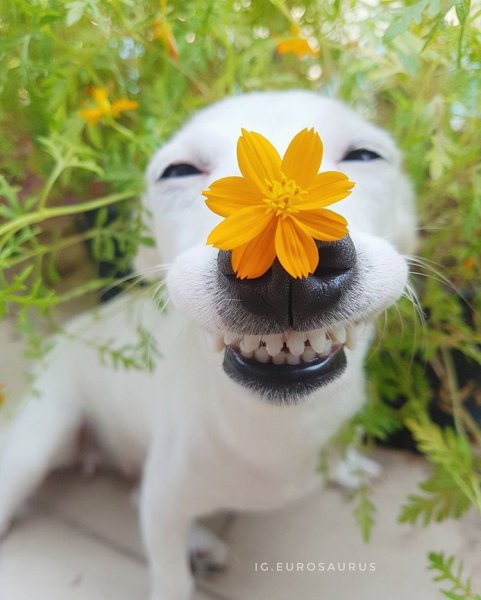 Доброе утро анимация