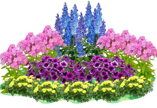 Клумба Мальва дельфиниум Хоста Флоксы рудбекия
