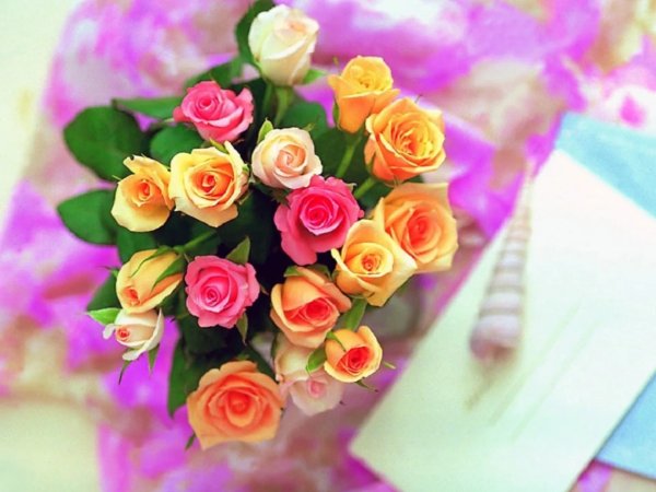 Хризантема бакарди розовая