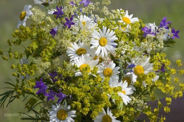 Полевые цветы