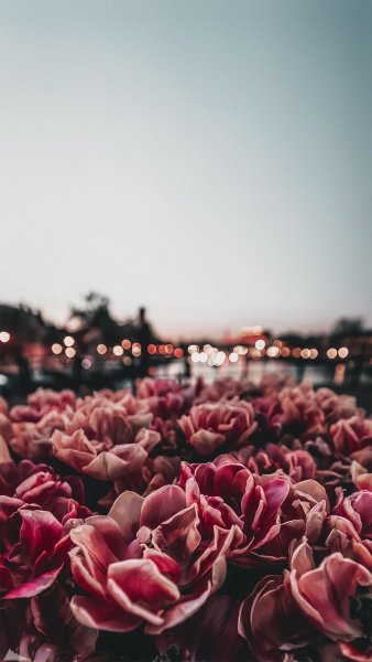 Нежный цветок