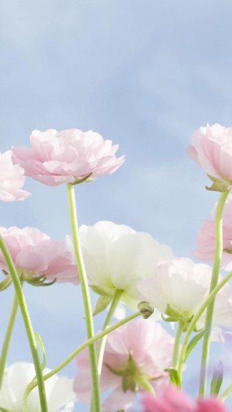 Яркие цветы на черном фоне