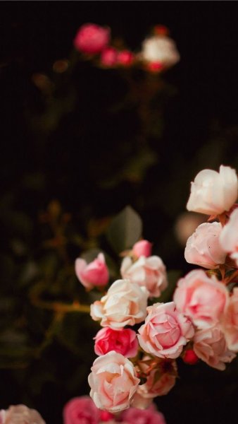 Цветы на айфон