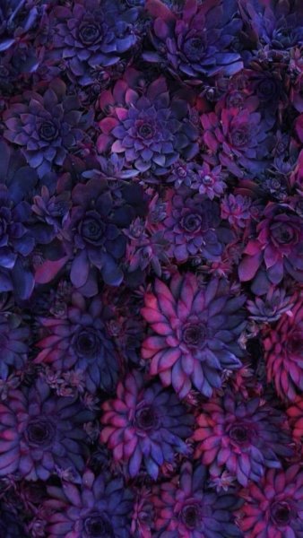 Цветы розовые розы и пионы