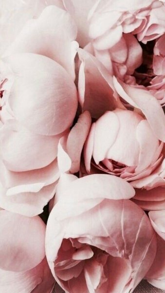 Красивые цветы на заставку айфона