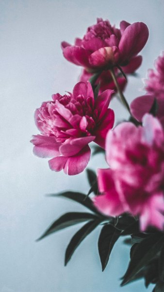 Фиолетовый цветок на айфон