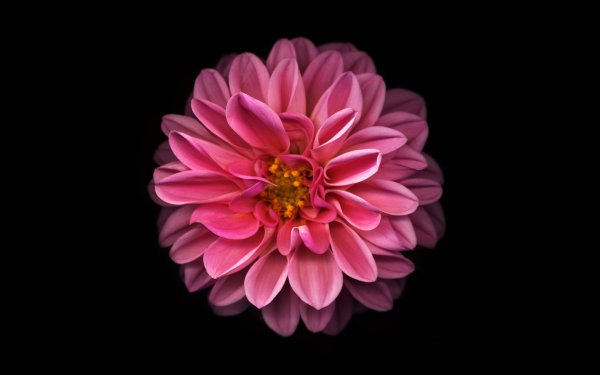 Нежные цветы на телефон