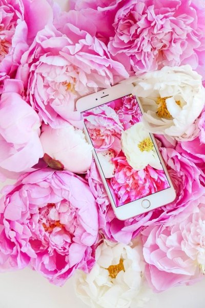 Пионы на заставку айфона