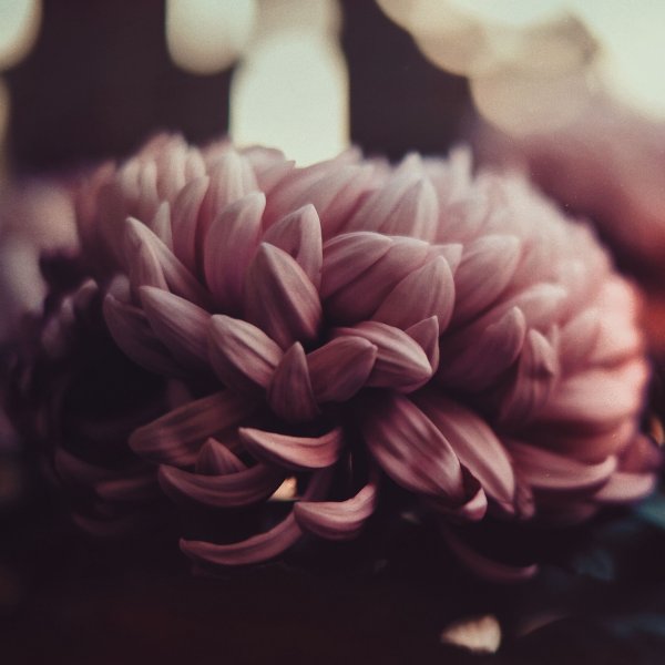 Темные цветы