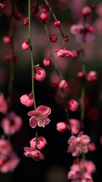 Пионы на рабочий стол