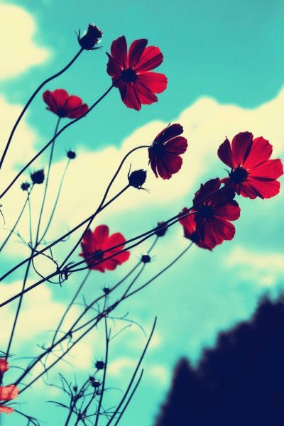 Розово фиолетовые цветы