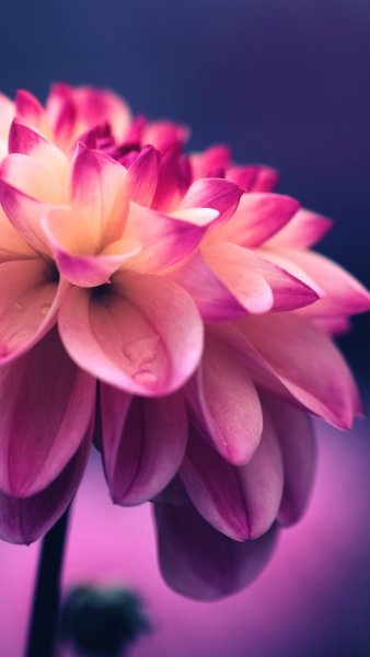 Яркие цветы на черном фоне