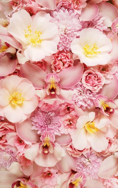 Пионы на темном фоне