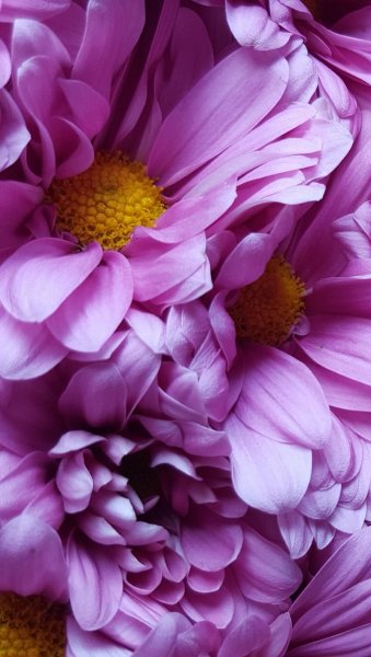 Светлые цветы