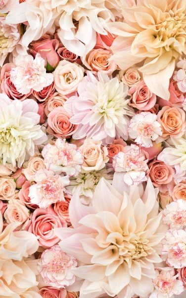 Роза пион Пинк