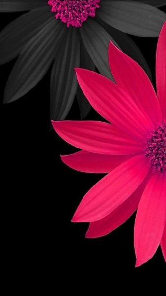 Фотофон для букетов цветов