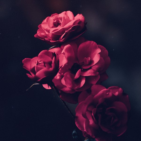 Сиреневые цветы на черном фоне