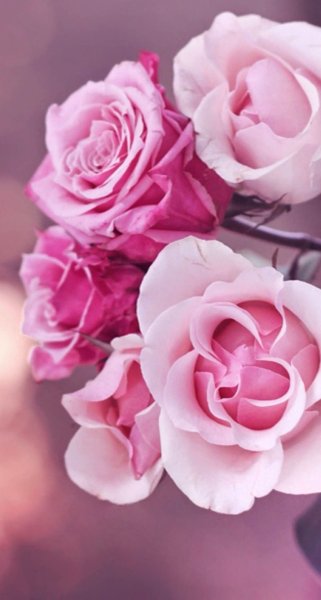 Обои вертикальные цветы