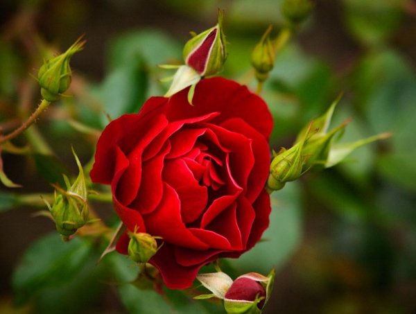 Открытка любимой!