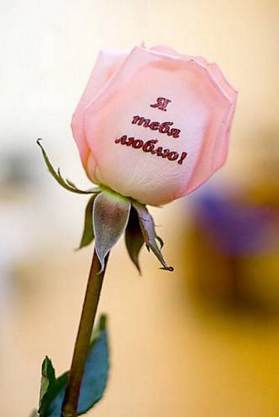 Букет цветов с надписью люблю тебя