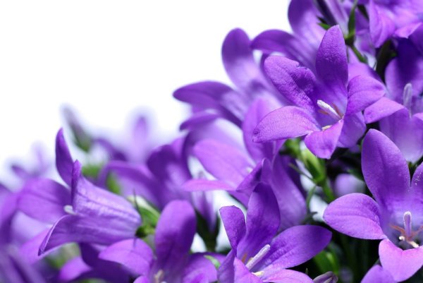 Цветы на белом фоне