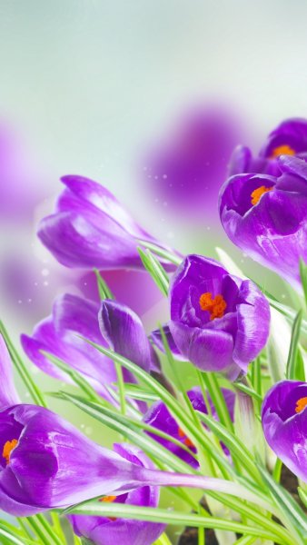 Весенние цветы