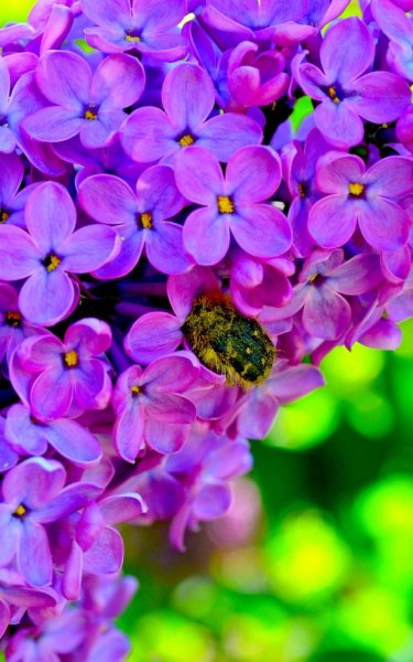 Фиалка Анютины глазки