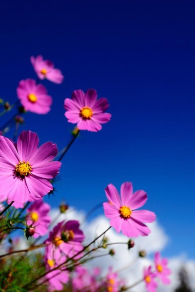 Фрезия Солейл