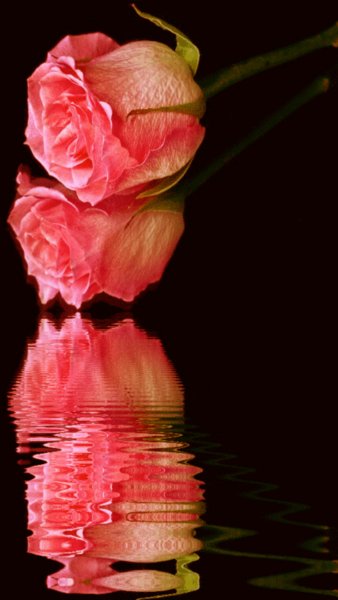 Мерцающие белые лилии