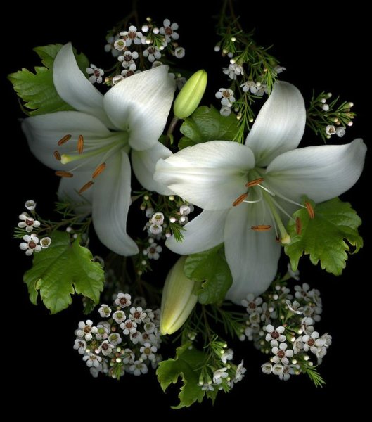 Цветы картинки