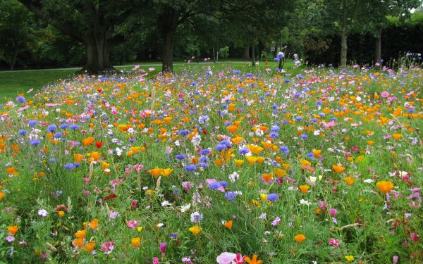 Лесная Полянка с цветами