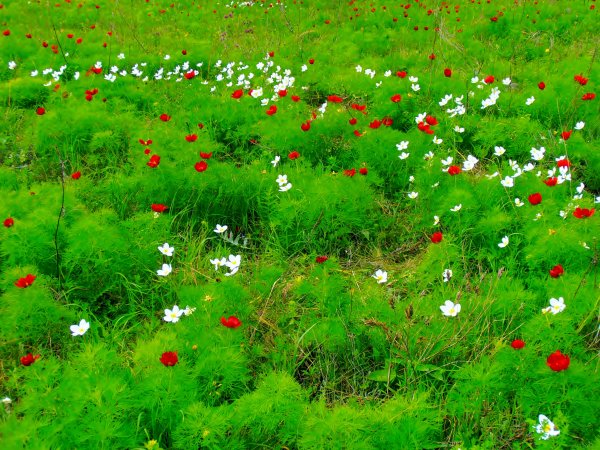 Поляна цветов для детей