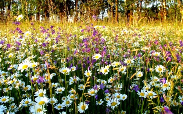 Цветущие Луга и поля