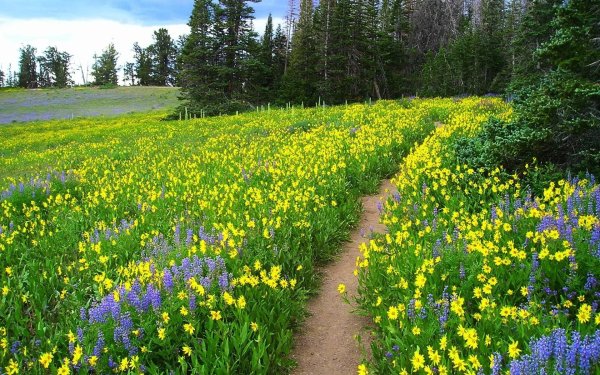 Весенняя Поляна с цветами