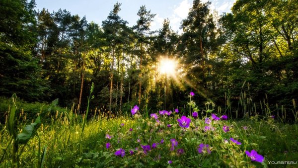 Полянка в лесу