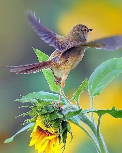 Чаепитие у птиц