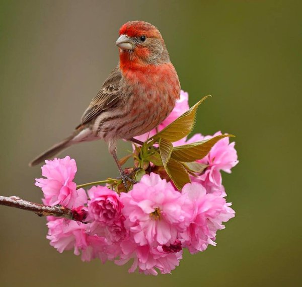 Доброго вечера с природой и птицами