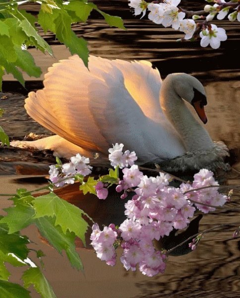 Живая природа птицы