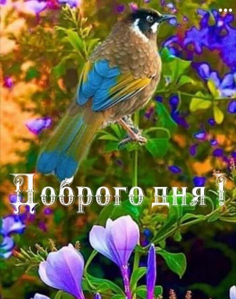 Райские птицы в природе