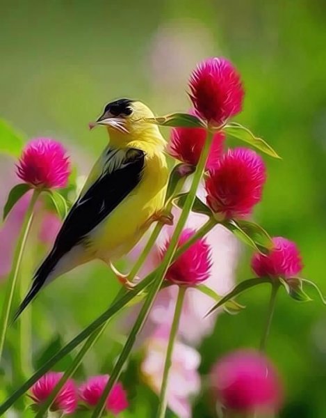 Красивые картины с птицами