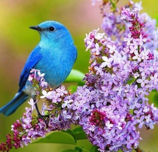 Открытки с прекрасным весенним утром