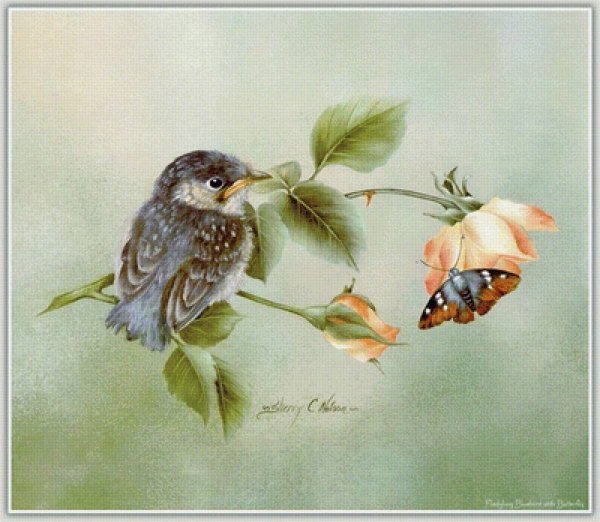 Добрый день с птицами