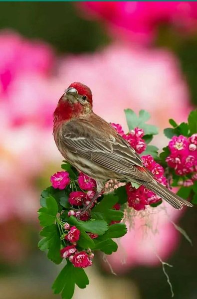 Ангельская Золотая птица на подоконнике поёт гифка