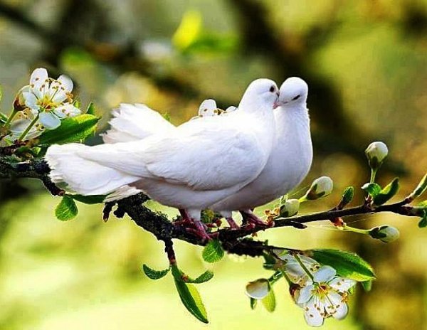 Летние птицы и цветы