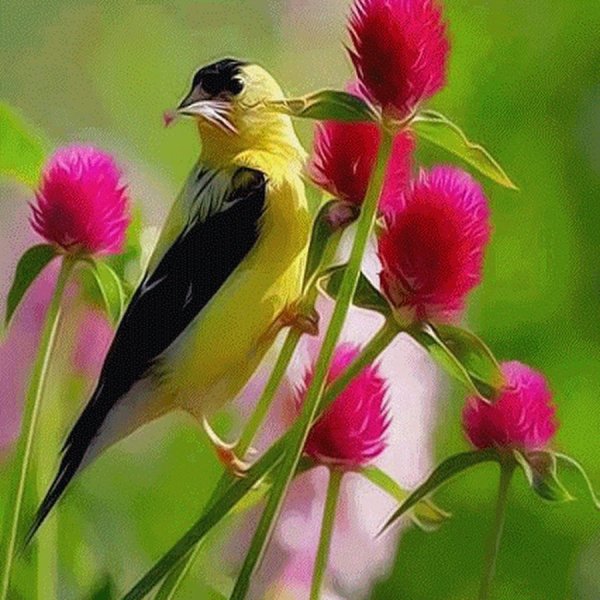 Утро птички