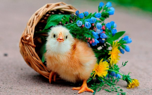 Прекрасного дня с птичками