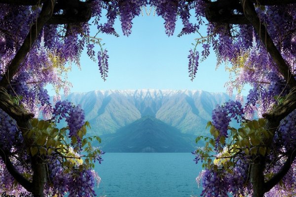 Долина голубых маков . Гималаи .