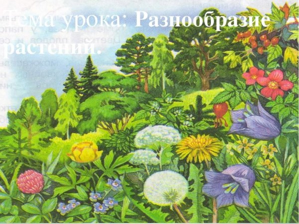 Многообразие растений