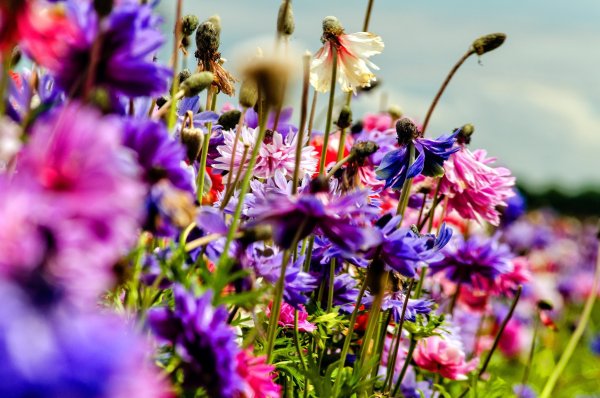 Красота природы цветы