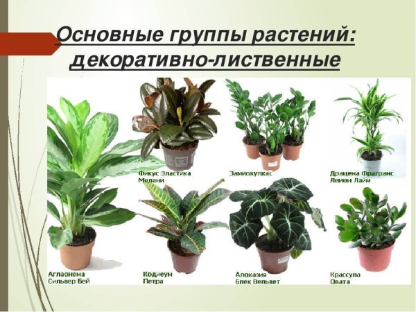 Комнатные цветы с названиями
